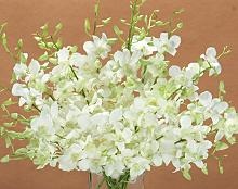 MBQ15whtdendrbm09_PF