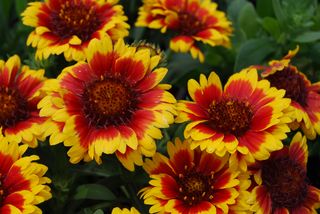 Gaillardia-Blanket-Flower