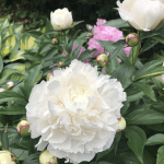 K%W24MD+RPONNhlPIMz53A