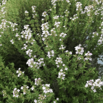 C9q7I66sR7i81kD9FVtQTw